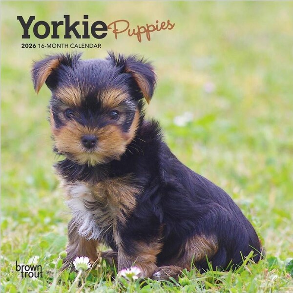 2026 Calendar Yorkie Puppies 16-Month Mini Wall, BrownTrout BT06433