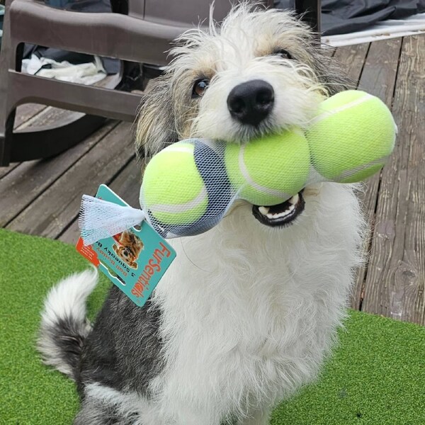 FurSentials Ball Buddy(TM) Trio - Holder + 3 Squeaky Dog Balls