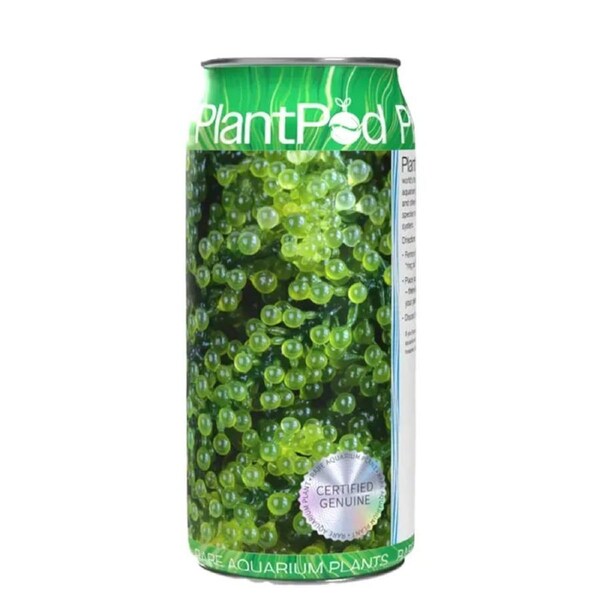 Aqua Natural Plant Pod Sea Grapes Live Seaweed