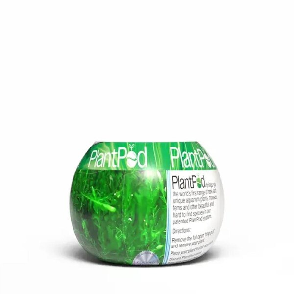 Aqua Natural Plant Pod Willow Moss Small