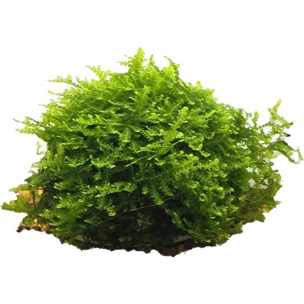 Aqua Natural Plant Pod Buce Moss Small