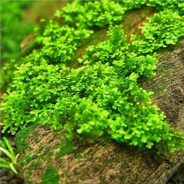 Aqua Natural Plant Pod Riccardia Coral Moss Small