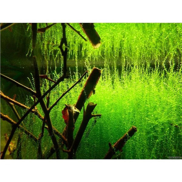 Aqua Natural Plant Pod Stringy Moss Small