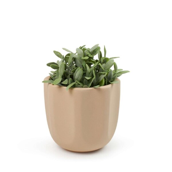 Salt & Pepper Zola Planter 17 x 16.5cm