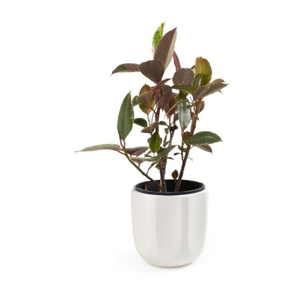Salt & Pepper Zola Planter 22 x 21.5cm
