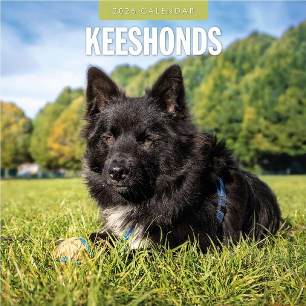 2026 Keeshonds - Square Wall Calendar