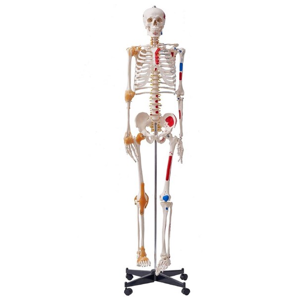Human Skeleton Model for Anatomy, 182 cm Life Size, Accurate PVC Anatomy Skeleton Model with Ligaments, Movable Arms, Legs & Jaw, with Muscle Origin & Insertion Points, for Professional Teaching