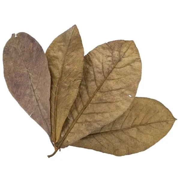 Blackwater Dried Indian Almond Leaves Large 10pk 30cm Catappa Terminalia