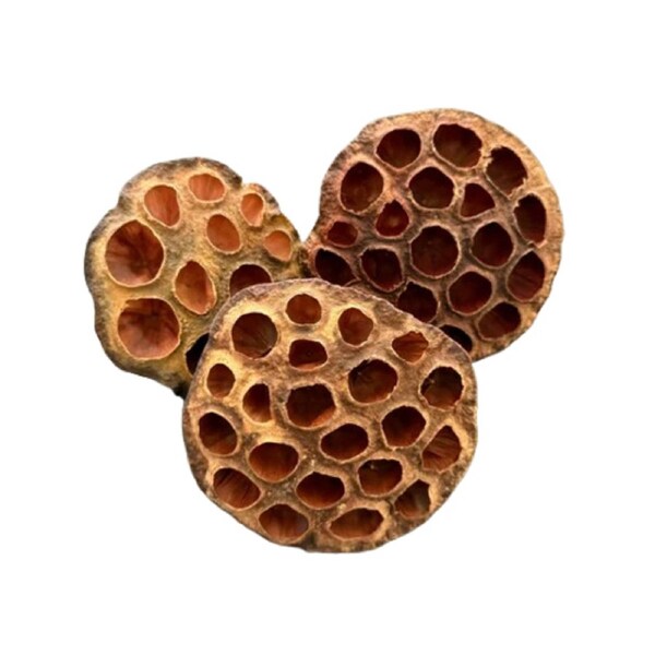 Blackwater Lotus Seed Pod Botanical 1pc