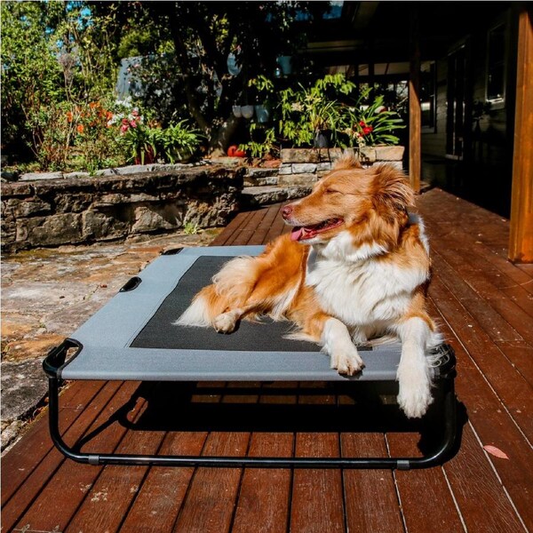 Charlie's Adventure Foldable Travel Trampoline Dog Bed Grey (Large, Extra-Large) XL