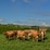 Gippsland Dairy Unhomogenised Jersey Milk Extra Creamy 2l