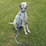 Purina Totalcare Comfort Dog Lead 120cm Assorted each