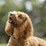Purina Totalcare Comfort Dog Collar Small Assorted Each