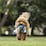 Total Care Dentarope Dog Toy each