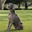 Purina Totalcare Everyday Dog Collar Large Assorted Each