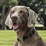 Purina Totalcare Everyday Dog Collar Large Assorted Each