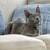 Purina Totalcare Everyday Cat Collar Assorted each