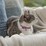 Purina Totalcare Everyday Cat Collar Assorted each
