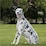 Purina Reflective Dog Collar Medium Assorted Each