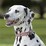 Purina Reflective Dog Collar Medium Assorted Each