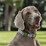 Purina Reflective Dog Collar Large Assorted Each