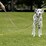 Purina Reflective Dog Lead 120cm Each