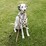 Purina Reflective Dog Lead 120cm Each