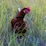 Yallamundi Farm Organic 12 Extra Large Free Range Eggs 700g