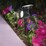 Mirabella Solar LED Black Spot Light each