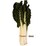 Silverbeet Fresh Bunch each