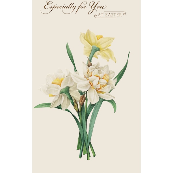 John Sands Easter Card Rhs Botanical Daffodils Each