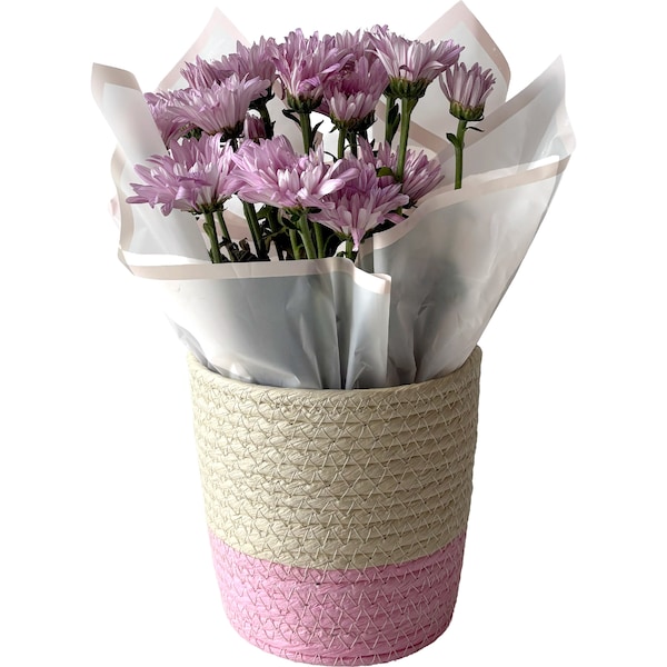 Mother's Day Potted Chrysanthemum Flower each