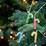Christmas Mains Led 2.5m Candy Cane Lights Each