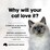 Fussy Cat Grain Free Adult Chilled Fresh Cat Food Finest Mince & Beef 800g