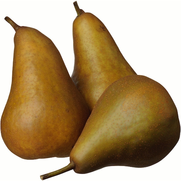 Organic Pear Beurre Bosc 1kg