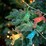 Mirabella Christmas Mains Powered 26 Reindeer String Lights 2.5m Each