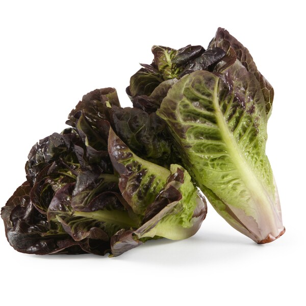 Lettuce Cos Hearts Red 2 Pack