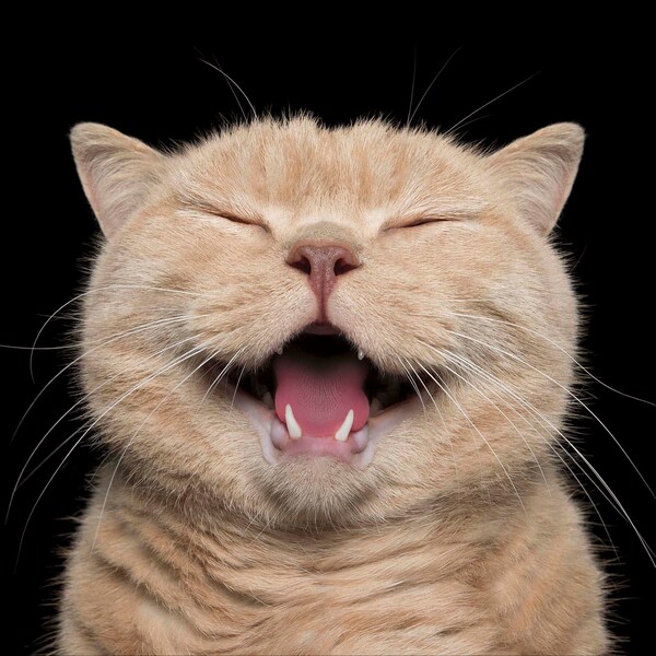 John Sands Greeting Card Smiling Cat each