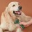 Oscar & Friends Pet Deshedder Brush each