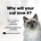 Fussy Cat Grain Free Mince & Jelly Wet Cat Food 80g x 24 pack