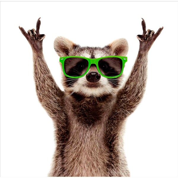 John Sands Greeting Card Raccoon each