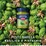 Barilla Pesto Pistachio 190g