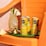 Remedy Sodaly Pineapple 250mL x 4 pack