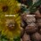 Thanks To Nature Liquid Hand Soap Indulge Shea & Sunflower 300mL
