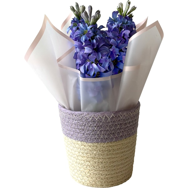 Mother's Day Potted Hyacinth Flower each