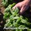 Gourmet Garden Basil Lightly Dried Sachet 10g
