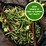 Birds Eye Australian Baby Green Beans Snap Frozen 1kg