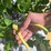 Green Gardener Secateurs each