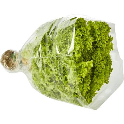 fresh vegetable lettuce coral green