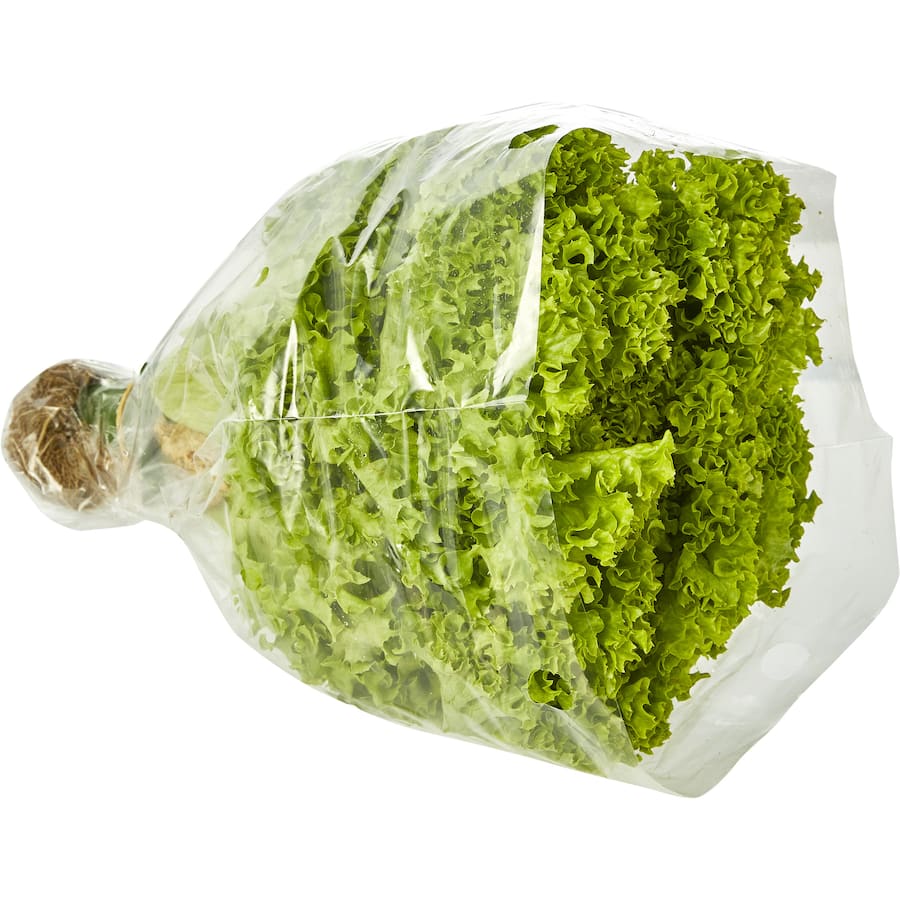 Fresh Vegetable Lettuce Coral Green